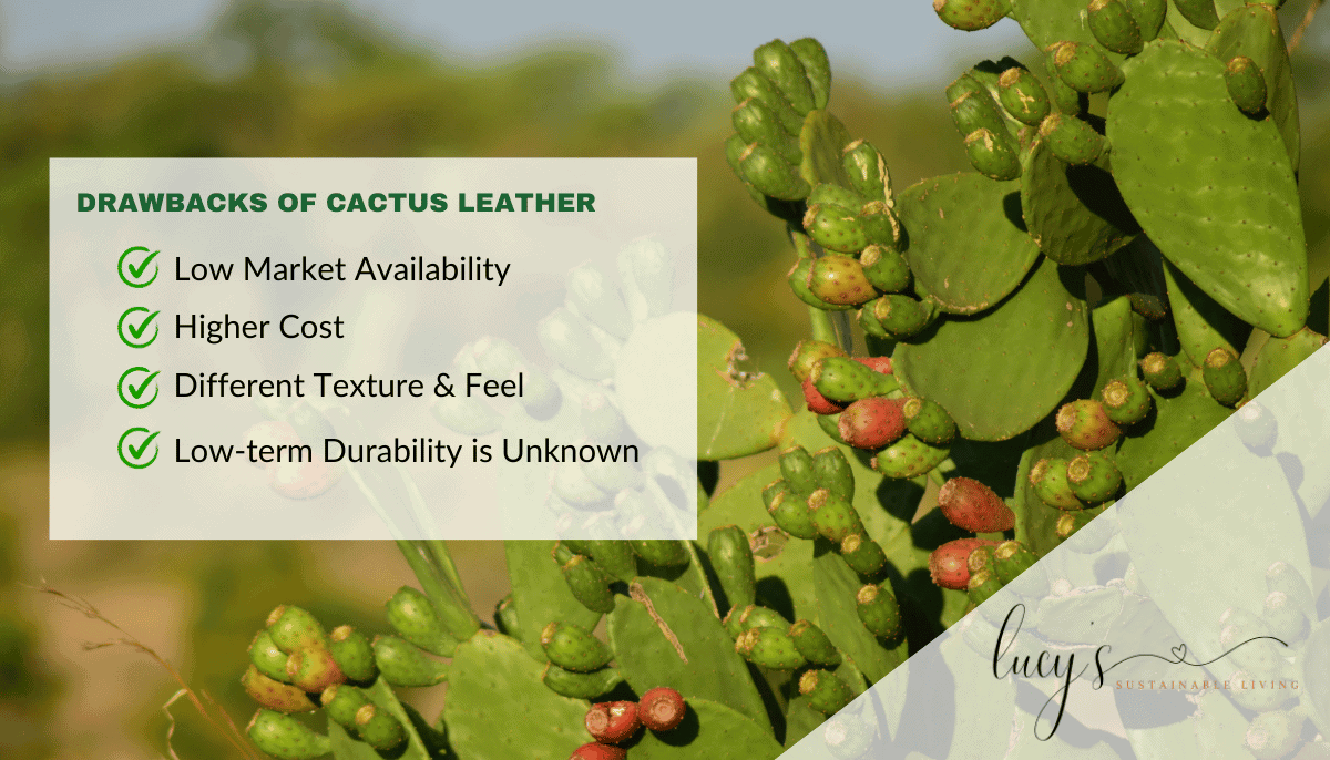 What is Cactus Leather? Exploring Its Journey from Desert to Wardrobe and Its Role in Sustainable Fashion 5 Drawbacks of Cactus Leather