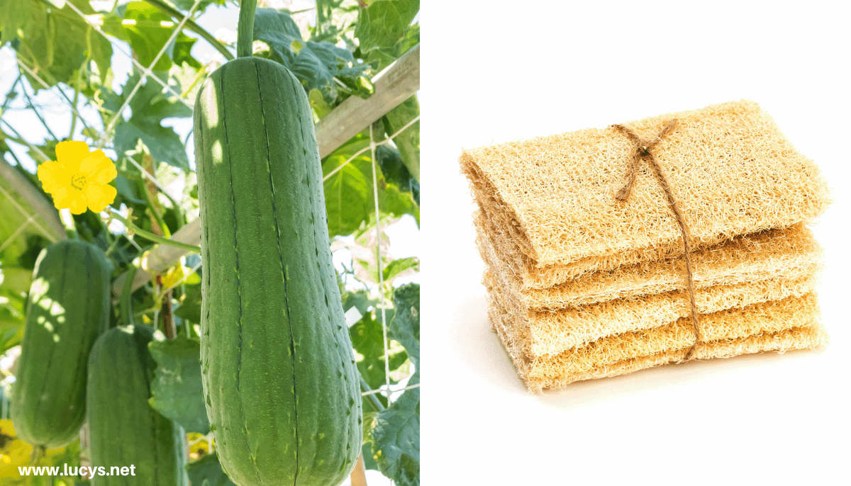 From Odd to Chic - 33 Unusual Items Transformed Into Eye-Catching Fashion 32 Luffa & Sponges made from Luffa Plant